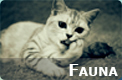 Fauna